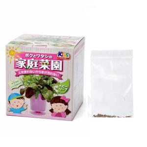 アウトレット品　うさちゃん喜ぶ！　たんぽぽ水耕栽培セット　種子付き　容器色おまかせ　家庭菜園　訳あり