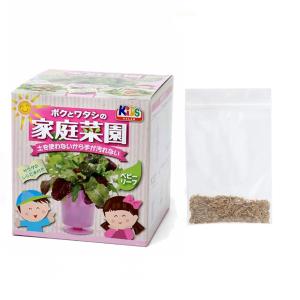 アウトレット品　うさちゃん喜ぶ！　イタリアンライグラス水耕栽培セット　種子付き　容器色おまかせ　家庭菜園　訳あり