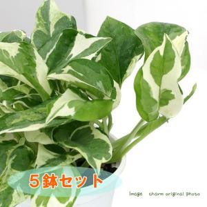 （観葉植物）ポトス　エンジョイ　３〜３．５号（５ポット）