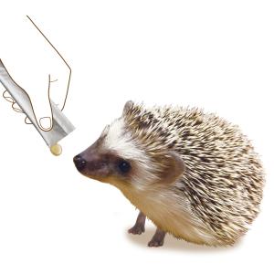 マルカン CASA ハリネズミ・モモンガのチキ...の詳細画像2