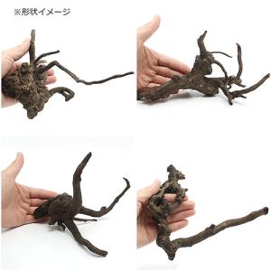 煮込み済み ルーツウッド Sサイズ 約15〜2...の詳細画像1