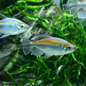 (熱帯魚)コンゴテトラ Mサイズ(オス)(3匹)...の商品画像