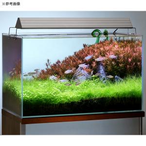 (熱帯魚)コンゴテトラ Mサイズ(オス)(3匹...の詳細画像2