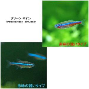 (熱帯魚)グリーンネオンテトラ(ワイルド)(2...の詳細画像1