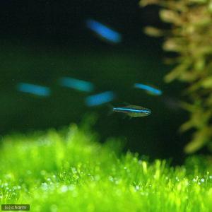 (熱帯魚)グリーンネオンテトラ(ワイルド)(2...の詳細画像2