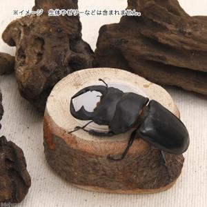 木製ゼリー皿 ワイド18g 1個用の詳細画像2