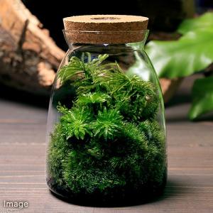 観葉植物 苔 ボトルテラリウム 植物のジャンル 鉢植え植物 ガーデニング チャーム Charm Paypayモール店 通販 Paypayモール