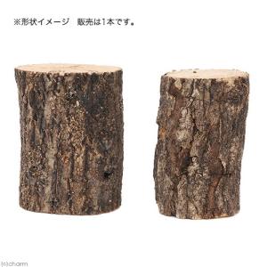 産卵木 クヌギ 太さ7.5〜12cmの詳細画像1