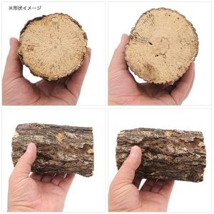 産卵木 クヌギ 太さ7.5〜12cmの詳細画像2
