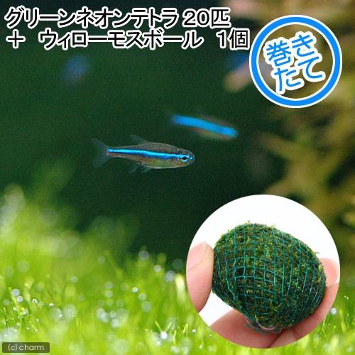 （熱帯魚）（水草）グリーンネオンテトラ（２０匹）＋ウィローモス　ミックス　ボール　１個　北海道・九州...