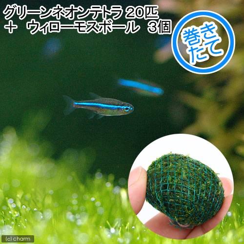 （熱帯魚）（水草）グリーンネオンテトラ（５０匹）＋ウィローモス　ミックス　ボール　３個　北海道・九州...