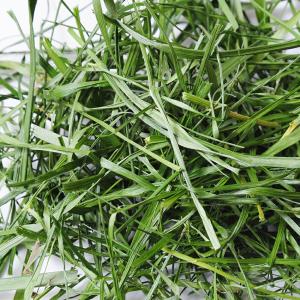 令和8年産 国産牧草 旬のやわらかイタリアンラ...の詳細画像1