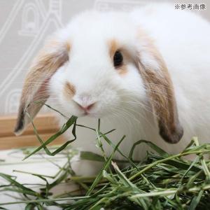 令和8年産 国産牧草 旬のやわらかイタリアンラ...の詳細画像5