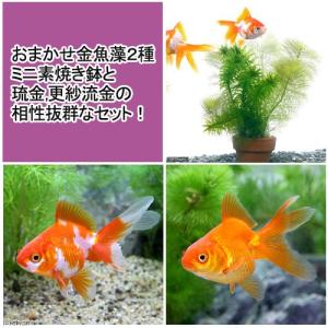 (国産金魚)(水草)おまかせメダカ・金魚藻ミニ鉢...の商品画像