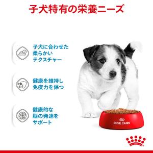ロイヤルカナン 小型犬の子犬用 ミニ パピー ...の詳細画像4
