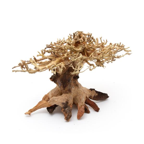 カミハタ　水景ＢＯＮＳＡＩ　榕樹（ガジュマル）　Ｓサイズ　流木　活着　レイアウト　水草　アクアリウム...