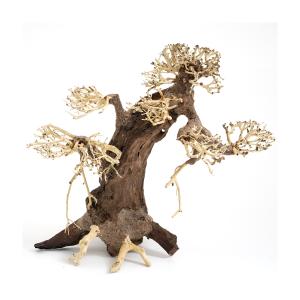 カミハタ 水景BONSAI 榕樹（ガジュマル） Sサイズ 流木 活着