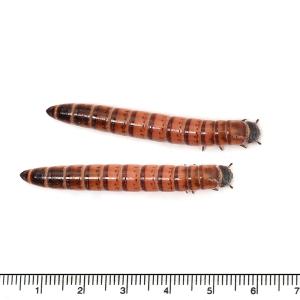 冷蔵★(生餌)死着保証なし レッドワーム(10...の詳細画像1