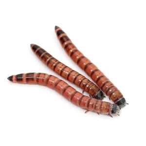 冷蔵（生餌）レッドワーム（３００ｇ）　別途クール手数料　常温商品同梱不可
