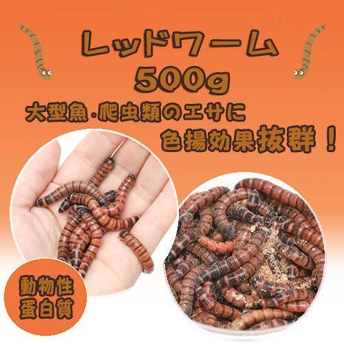 （生餌）レッドワーム（５００ｇ）　活餌