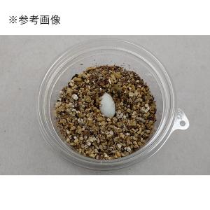 よく孵る!孵卵キット 2個入りの詳細画像5