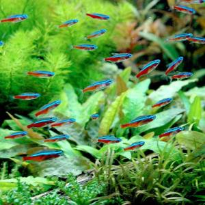 (熱帯魚)カージナルテトラ(ブリード)(50匹...の詳細画像1