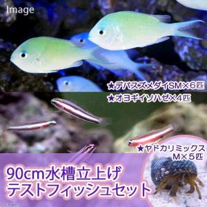 （海水魚）９０ｃｍ水槽立上げテストフィッシュセット（１セット）｜チャーム charm ヤフー店