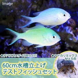 海水生体 チャーム Charm Paypayモール店 通販 Paypayモール