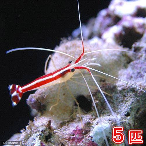 （海水魚）エビ　スカンクシュリンプ　Ｓサイズ（５匹）