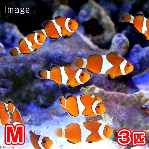 （海水魚）カクレクマノミ　Ｍサイズ（国産ブリード）（３匹）熱帯魚