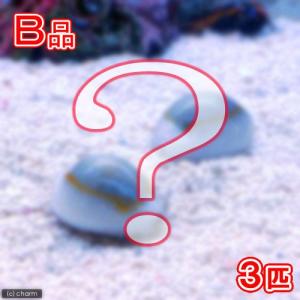 キイロタカラガイの商品一覧 通販 Yahoo ショッピング