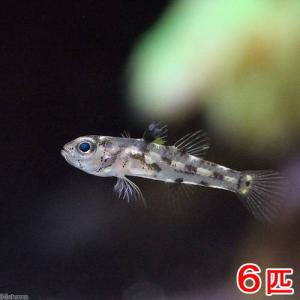 (海水魚)ゴマハゼ ミックス(6匹)の商品画像