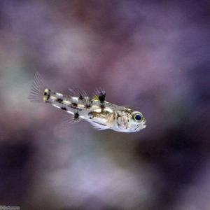 (海水魚)ゴマハゼ ミックス(6匹)の詳細画像1