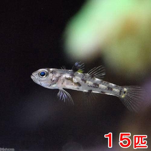 （海水魚）ゴマハゼ　ミックス（１５匹）