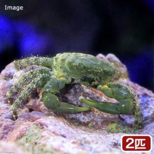 （海水魚）カニ　エメラルドグリーンクラブ（２匹）　北海道航空便要保温