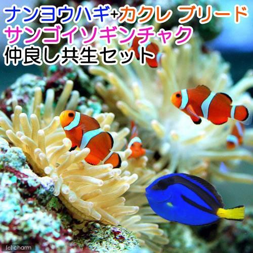 （海水魚）ナンヨウハギ（１匹）＋カクレクマノミ（３匹）+サンゴイソギンチャク（１匹）　共生セット