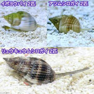 （海水魚）貝　お掃除レンジャーセット・ミニ　底砂とその他の掃除（１セット）｜chanet