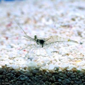 (海水魚)生餌 エサ用エビミックス Sサイズ(...の詳細画像1