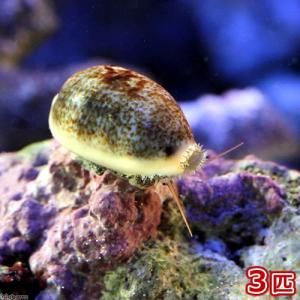 100 品質保証 海水魚 貝 ハナビラタカラガイ ３匹 900円