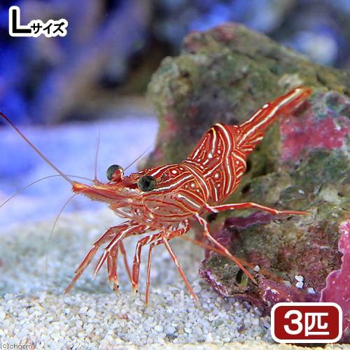 （海水魚）エビ　キャメルシュリンプ　Ｌサイズ（３匹）