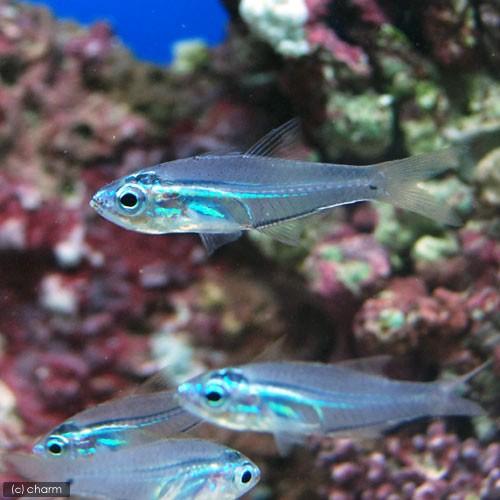 （海水魚）沖縄産　スカシテンジクダイ（５匹）