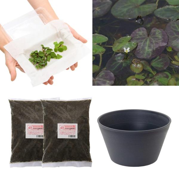 （ビオトープ）（水草）はじめての水生植物栽培セット　ヒメシロアサザ　睡蓮鉢　本州四国限定　お一人様１...