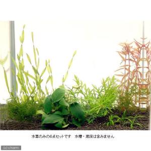 リベラ ウッドサージXL 流木 1個 ※アクぬき処理済み 約60〜80cm : 有限