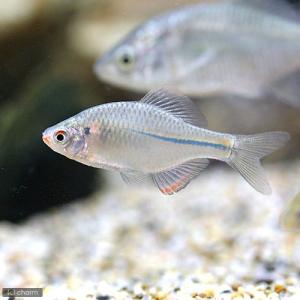 （淡水魚）カゼトゲタナゴ（５匹）