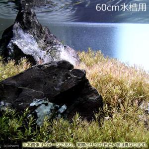 チャーム（charm） （水草）ホシクサsp．クチ（水中葉）（無農薬