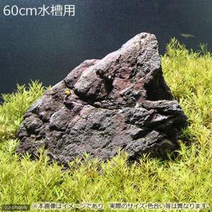 チャーム（charm） 一点物 碧海石 親石 大型水槽用 857689