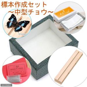 標本作成セット　〜中型チョウ〜　昆虫　標本用品　標本セット