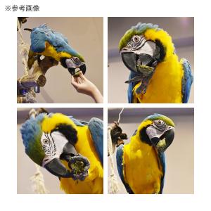 カジカジ牧草 アルファルファキューブ ミニパッ...の詳細画像3
