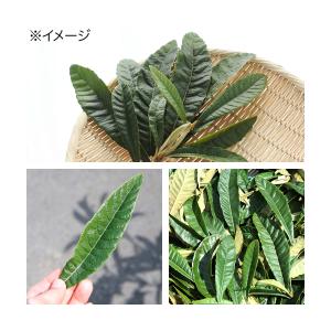 国産 訳あり びわの葉 20g 小動物用のおや...の詳細画像3