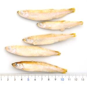冷凍★冷凍わかさぎ 1kg 爬虫類 大型魚 無...の詳細画像1